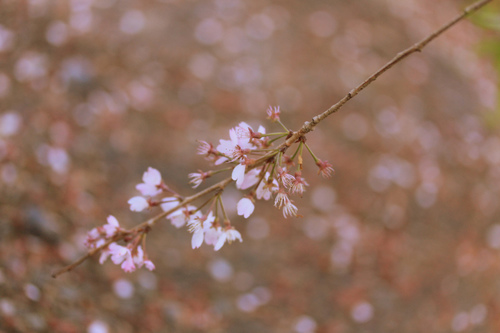 桜散る.jpg